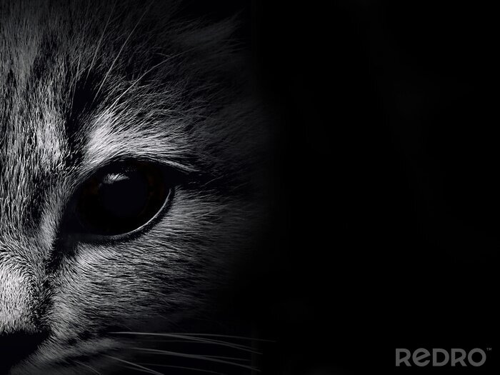Sticker  Chats portrait d'un chat avec un oeil au beurre noir de couleurs sombres