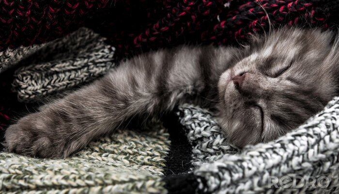 Sticker  Chats Un chat caché dans des couvertures pendant une sieste
