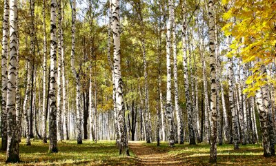 Chemin à travers les bouleaux d'automne