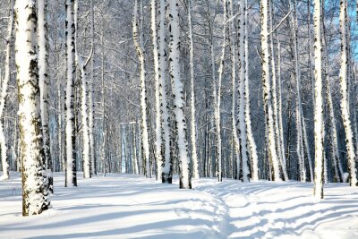 Chemin à travers une forêt de bouleaux