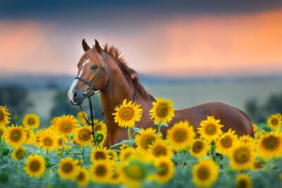 Cheval au milieu des tournesols