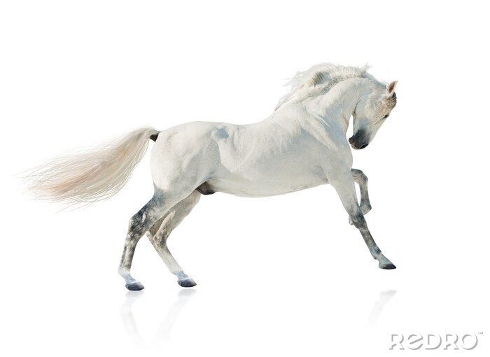 Sticker  Cheval avec le pied levé