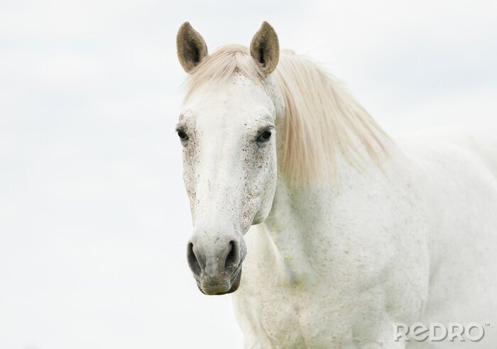 Sticker  Cheval clair avec une crinière blanche