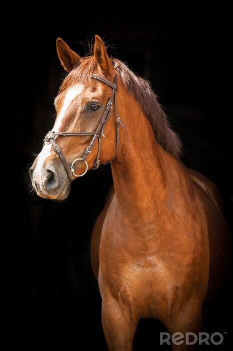 Sticker  Cheval debout dans l'ombre