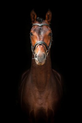 Cheval debout de face