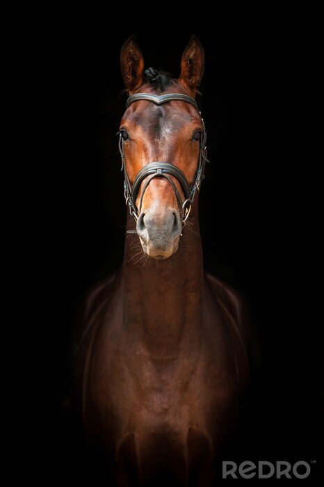 Sticker  Cheval debout de face