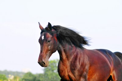 Cheval luisant au soleil