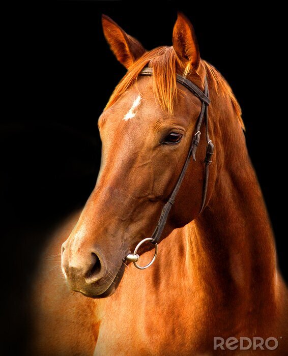 Sticker  Cheval marron sur fond noir