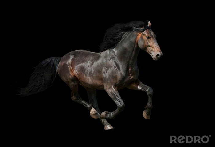 Sticker  Cheval noir sur fond noir