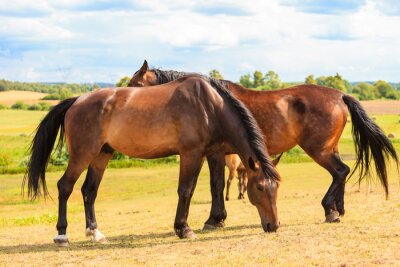 Sticker  Chevaux amoureux debout sur une clairière verte
