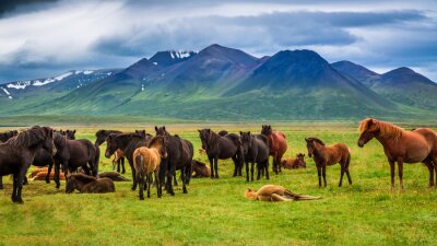 Sticker  Chevaux dans une clairière pendant le repos et les montagnes