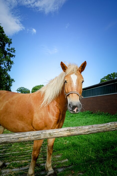 Sticker  Chevaux de montagne couleur miel dans le corral