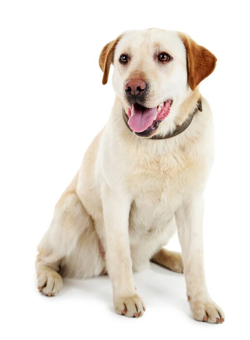 Sticker  Chien aux oreilles brunes