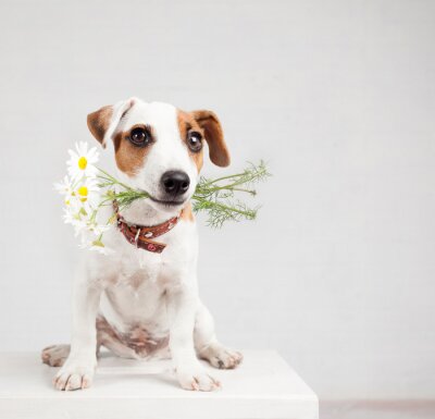 Sticker  Chien, bouquet, fleurs, dents