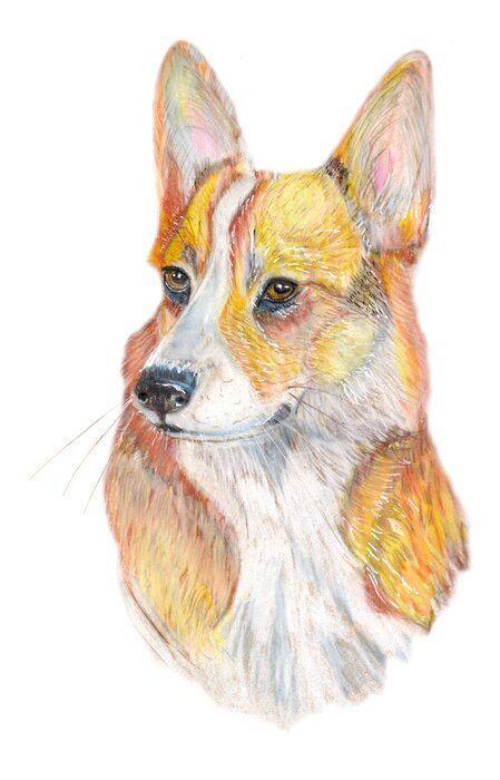 Sticker  Chien, Corgi, chien, main, peint, aquarelle, Illustration, isolé, blanc, fond
