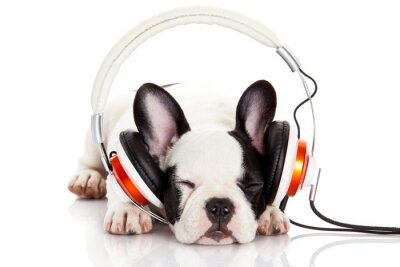 Sticker  chien écouter de la musique avec un casque isolé sur blanc backgro