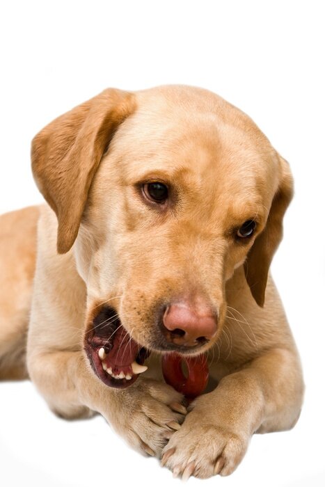 Sticker  Chien mordant dans un jouet