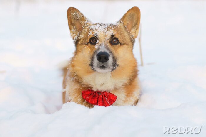 Sticker  Chien, Pembroke, chien, rester, neige