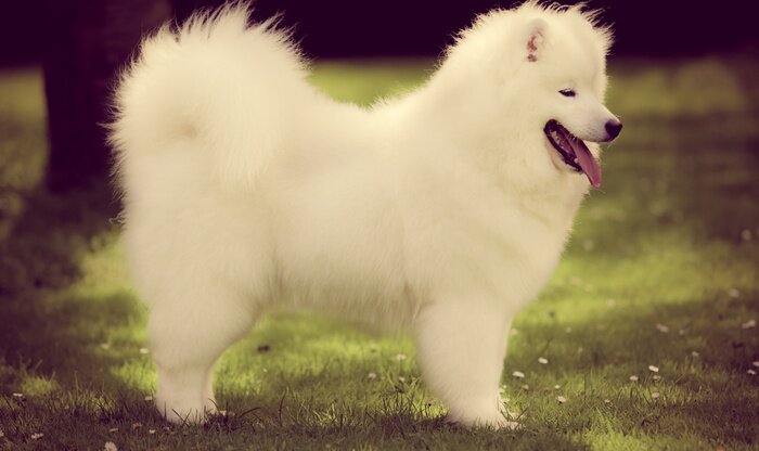 Sticker  Chien samoyèdes