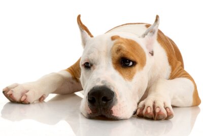 Sticker  Chien tacheté allongé