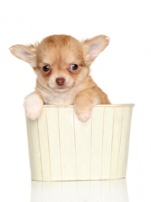 Sticker  Chihuahua dans un panier en bois
