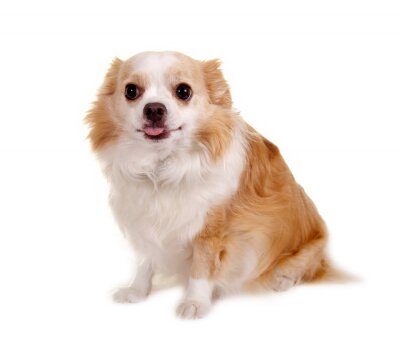 Sticker  Chihuahua sur fond blanc