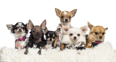 Sticker  Chihuahuas habillé et couché sur la fourrure blanche