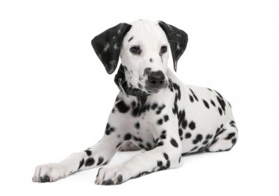Sticker  Chiot dalmatien