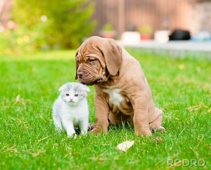 Sticker  Chiot et petit chat sur l'herbe verte