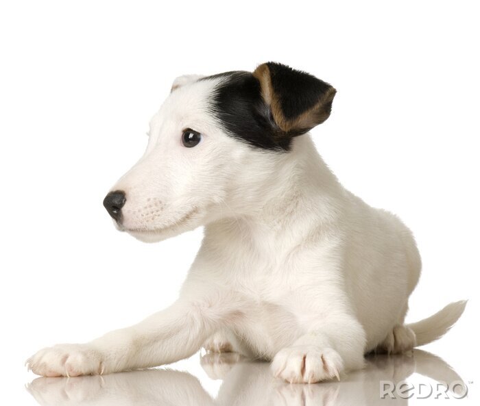 Sticker  chiot Jack Russel devant un fond blanc