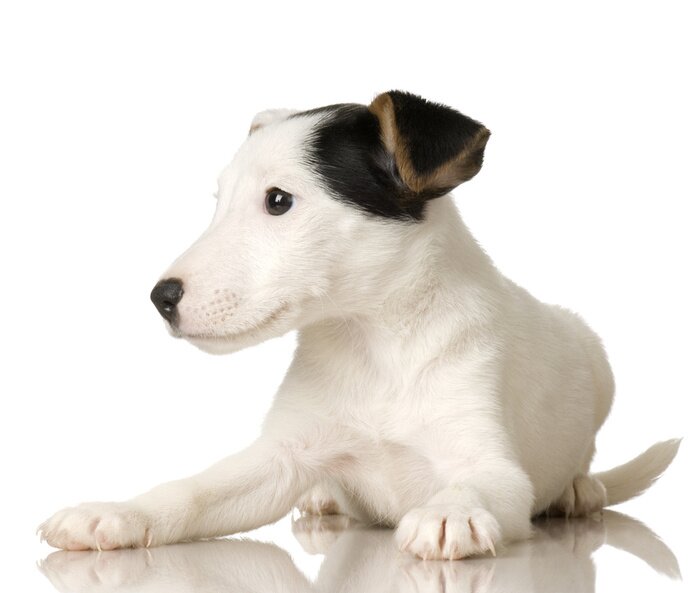 Sticker  chiot Jack Russel devant un fond blanc