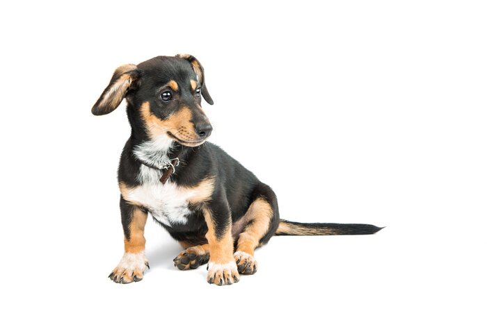 Sticker  Chiot teckel