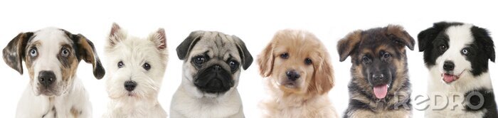 Sticker  Chiots de races différentes