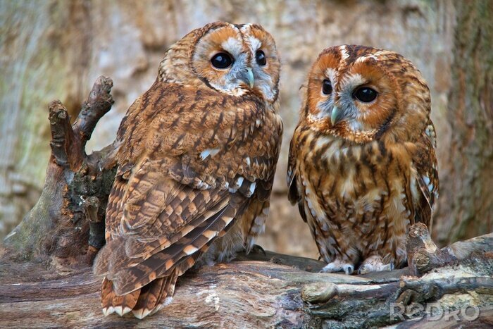 Sticker  Chouette hulotte