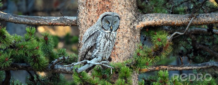 Sticker  Chouette lapone