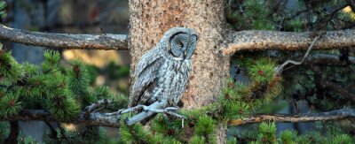 Sticker  Chouette lapone