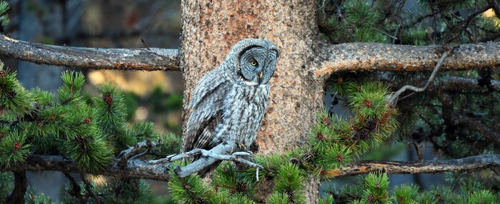 Sticker  Chouette lapone