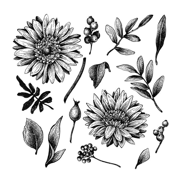 Sticker  Chrysanthemums, berries and leaves. Graphic floral elements. Hand drawn ink and feather drawing.