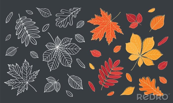 Sticker  Chute des feuilles. Les feuilles d'automne sont dessinés à la craie sur le tableau noir. Ensemble de différentes feuilles des arbres. Croquis, des éléments de conception. Vector illustration.
