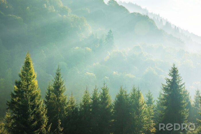 Sticker  Cime des arbres forestiers