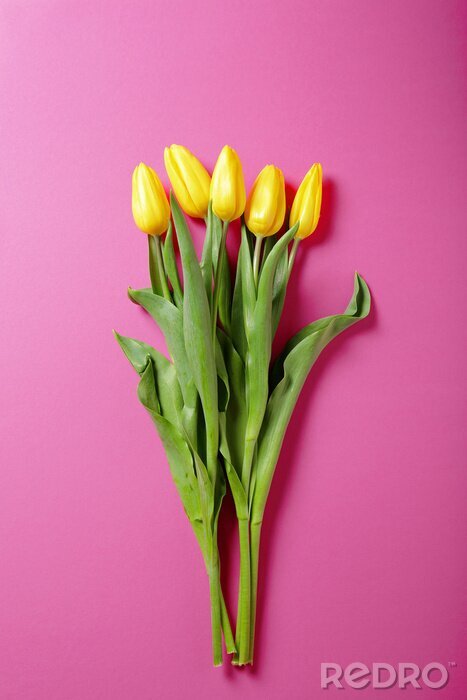 Sticker  Cinq tulipes jaunes sur fond rose
