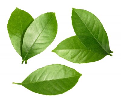 Sticker  Citron, feuille, isolé, blanc, fond