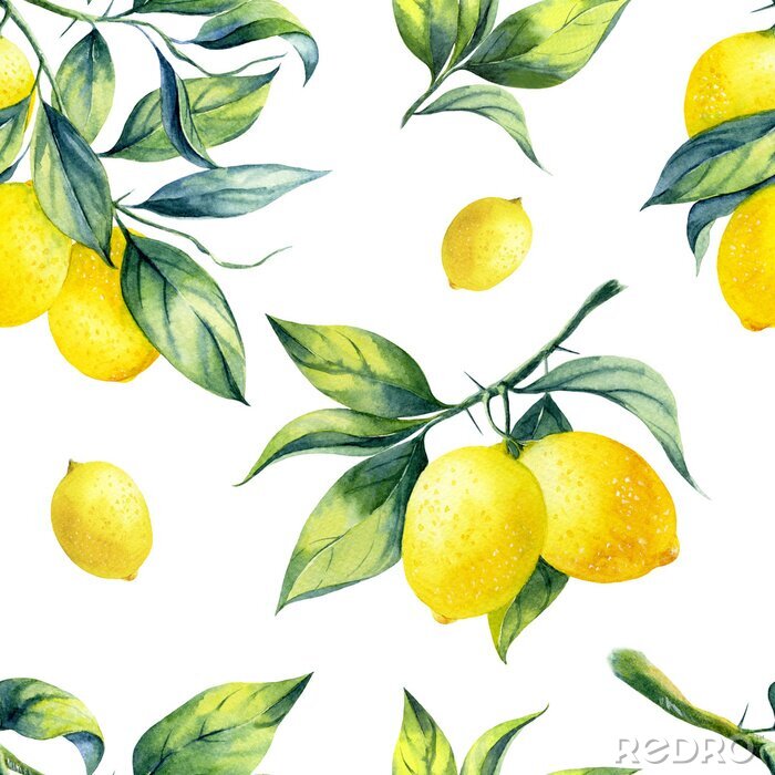 Sticker  Citrons aquarelles avec des feuilles sur fond blanc