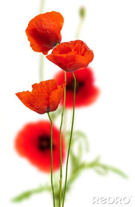 Sticker  Close up de coquelicots rouges