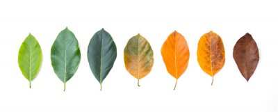 Sticker  Closeup eaves dans différentes couleurs et l'âge des feuilles de jacquier. Ligne de feuilles colorées en saison d'automne. Pour l'environnement a changé de concept. Vue de dessus ou fond plat et banni