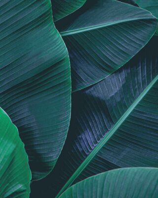Closeup nature view of tropical leaf, dark wallpaper concept, abstract nature green background