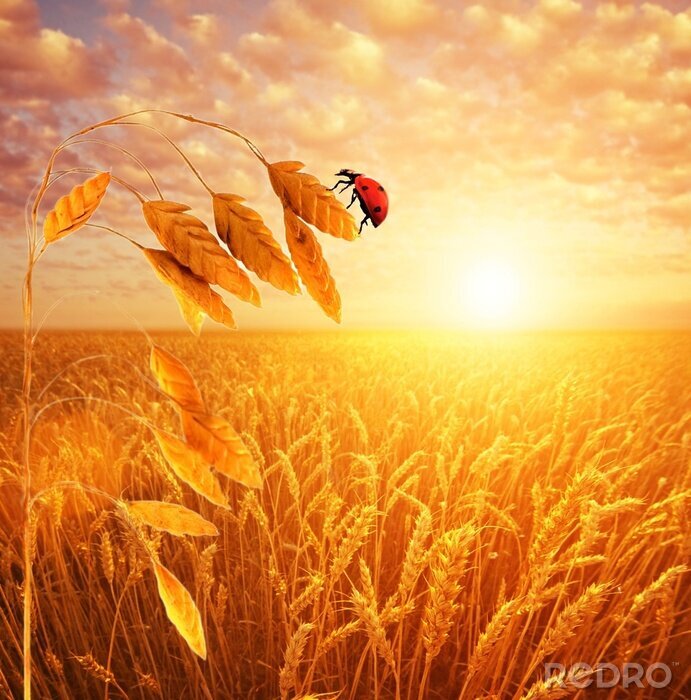 Sticker  Coccinelle assise sur le blé