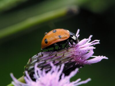 Sticker  Coccinelle avec des gouttes de pluie sur une fleur violette