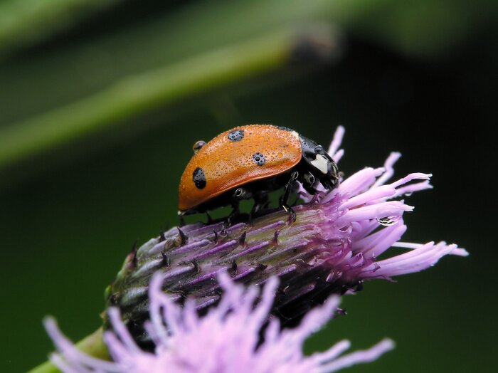 Sticker  Coccinelle avec des gouttes de pluie sur une fleur violette
