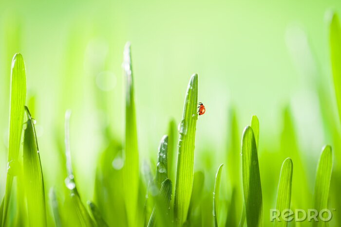 Sticker  Coccinelle sur un brin d'herbe